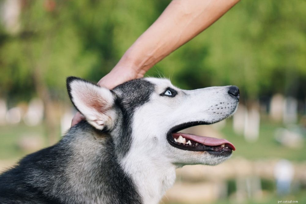 Best Family Dog Breeds: Find the Perfect Pet for Your Home
