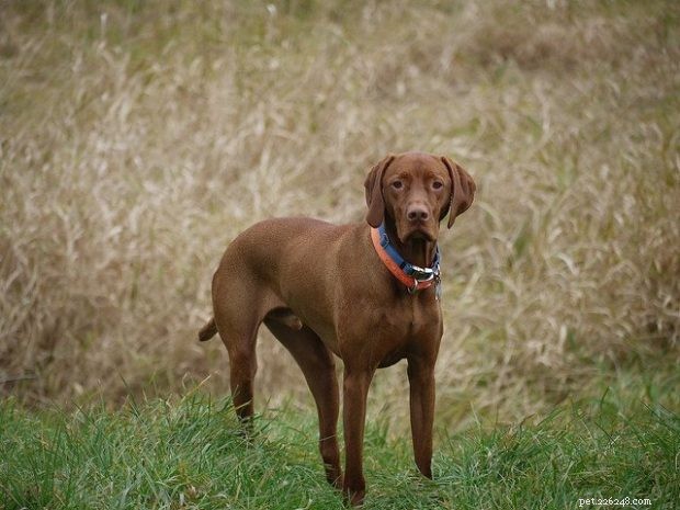 Best Family Dog Breeds: Find the Perfect Pet for Your Home