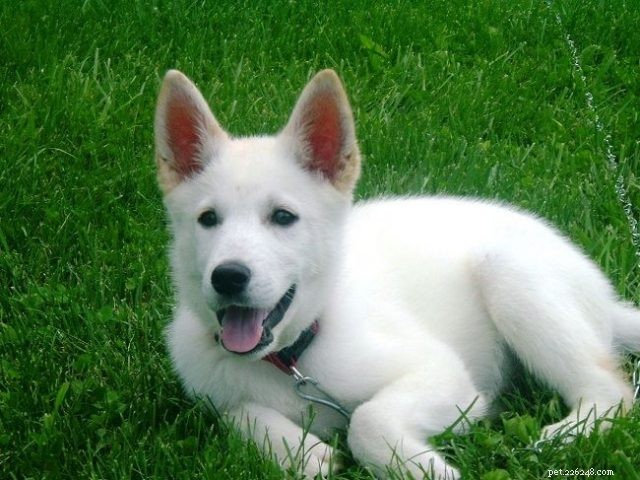 White Husky Mix Breeds: Traits, Appeal, and Care