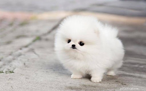 White Husky Mix Breeds: Traits, Appeal, and Care