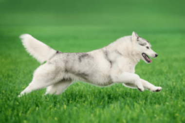 White Husky Mix Breeds: Traits, Appeal, and Care