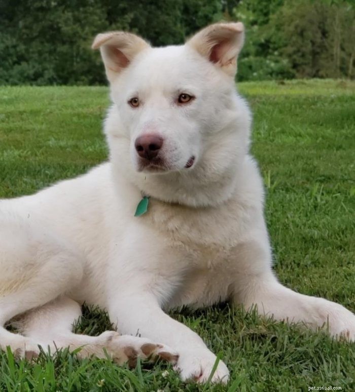 White Husky Mix Breeds: Traits, Appeal, and Care