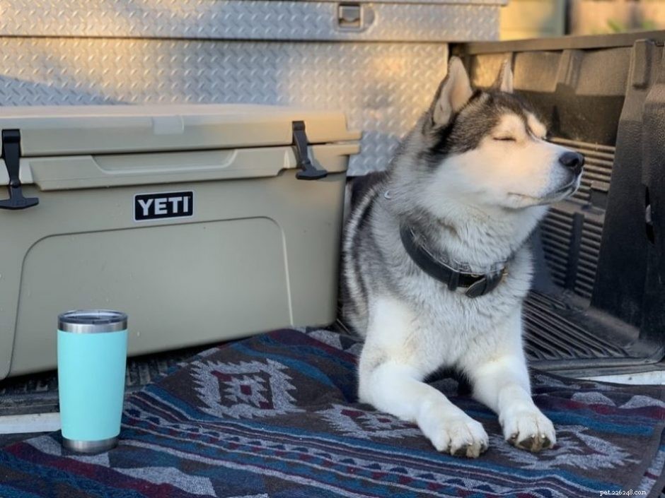 How to Build a Healthy Home Environment for Your German Shepherd-Husky Mix