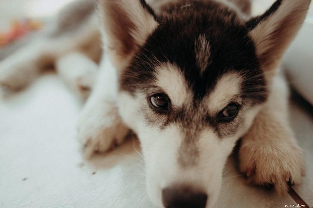 How to Build a Healthy Home Environment for Your German Shepherd-Husky Mix