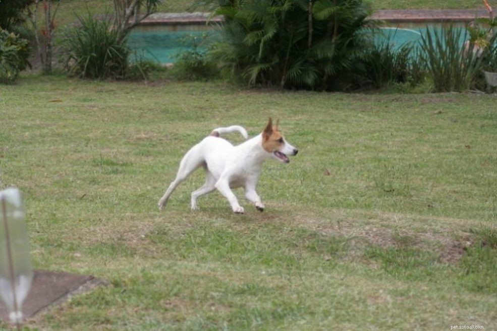 Discover 7 Stunning African Dog Breeds & Their Unique Traits