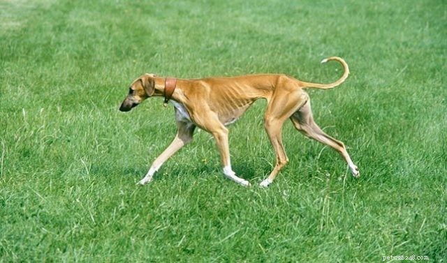 Discover 7 Stunning African Dog Breeds & Their Unique Traits