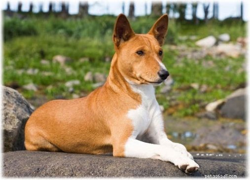 Discover 7 Stunning African Dog Breeds & Their Unique Traits