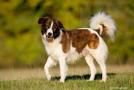 Discover 7 Stunning African Dog Breeds & Their Unique Traits