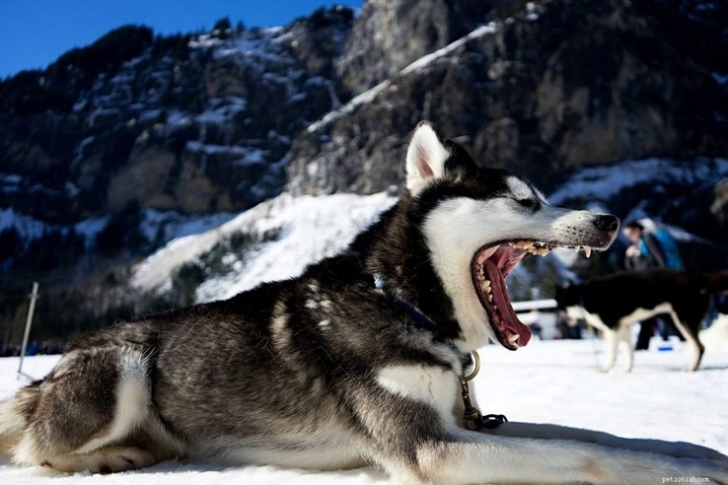 How to Spot When Your German Shepherd‑Husky Mix Feels Lonely