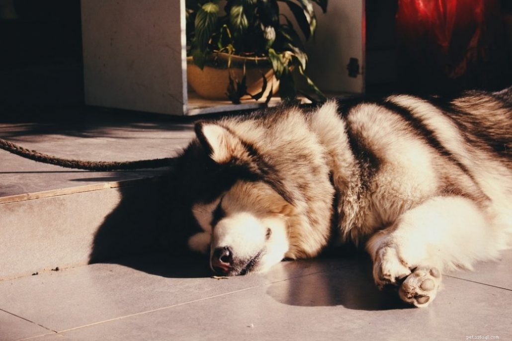 How to Spot When Your German Shepherd‑Husky Mix Feels Lonely