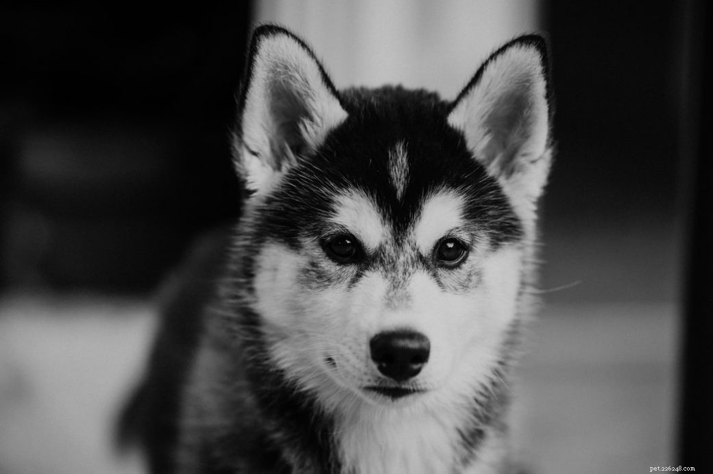 German Shepherd-Husky Mix: Night Vision Capabilities Explained