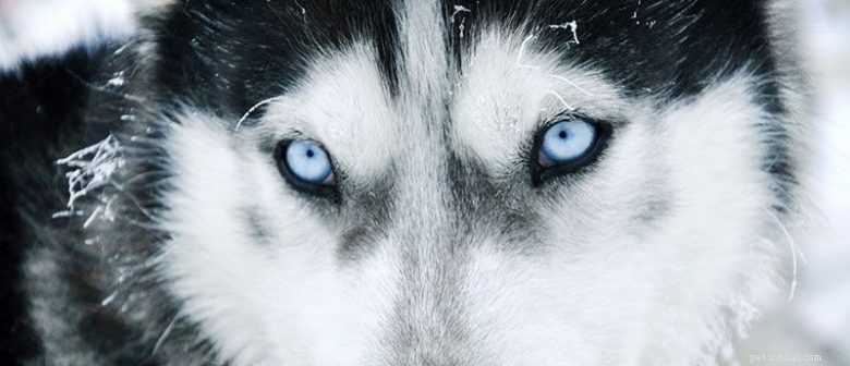 German Shepherd-Husky Mix: Night Vision Capabilities Explained