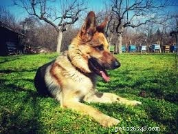 German Shepherd‑Husky & Great Dane‑Husky Mixes: Traits, Care, and Comparison