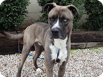 German Shepherd‑Husky & Great Dane‑Husky Mixes: Traits, Care, and Comparison