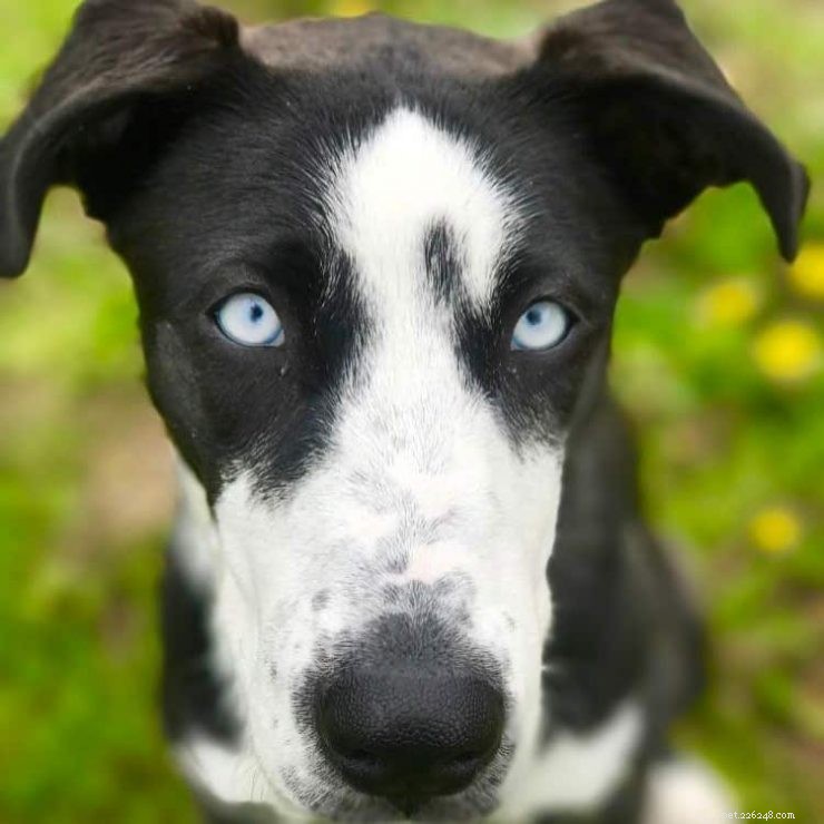 German Shepherd‑Husky & Great Dane‑Husky Mixes: Traits, Care, and Comparison