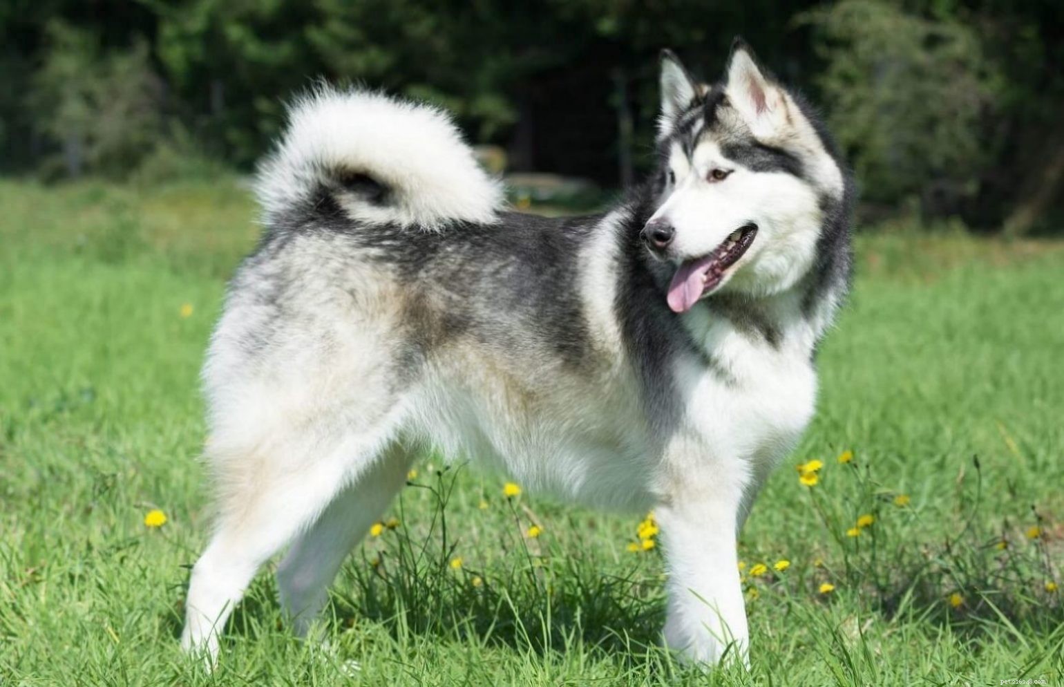 Husky-Malamute Mix: Traits, Care, and Temperament