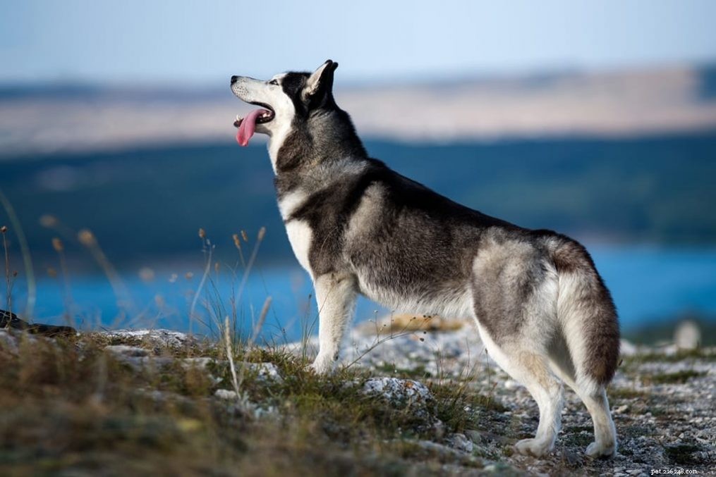 Husky-Malamute Mix: Traits, Care, and Temperament