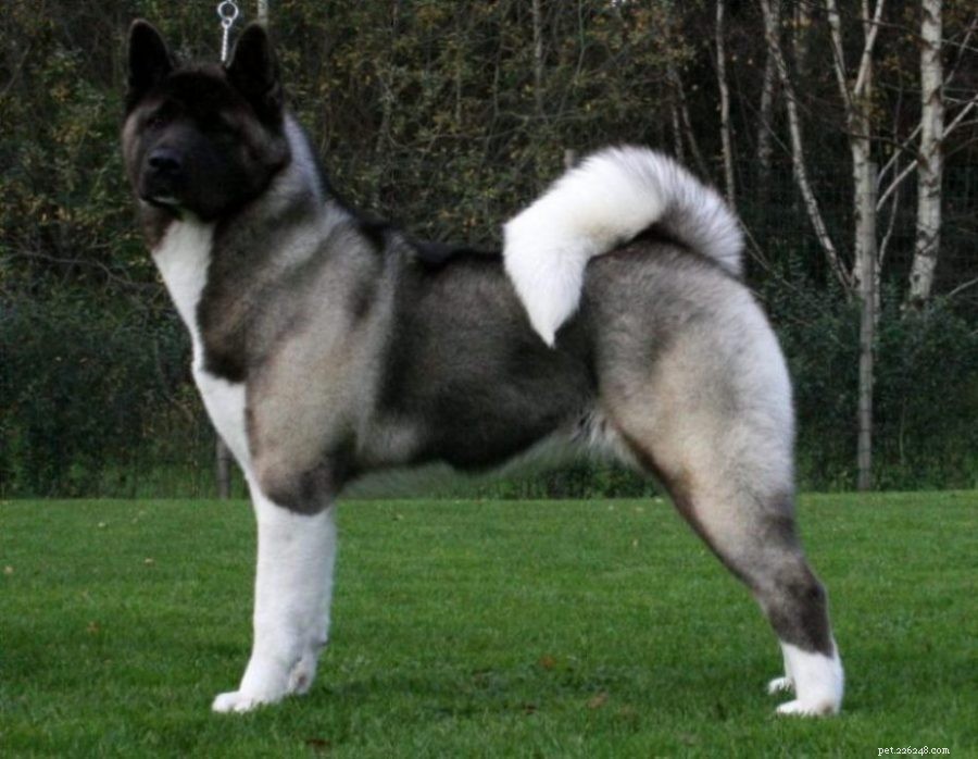 Akita Husky vs. German Shepherd Husky Mix: Which Breed Suits You?