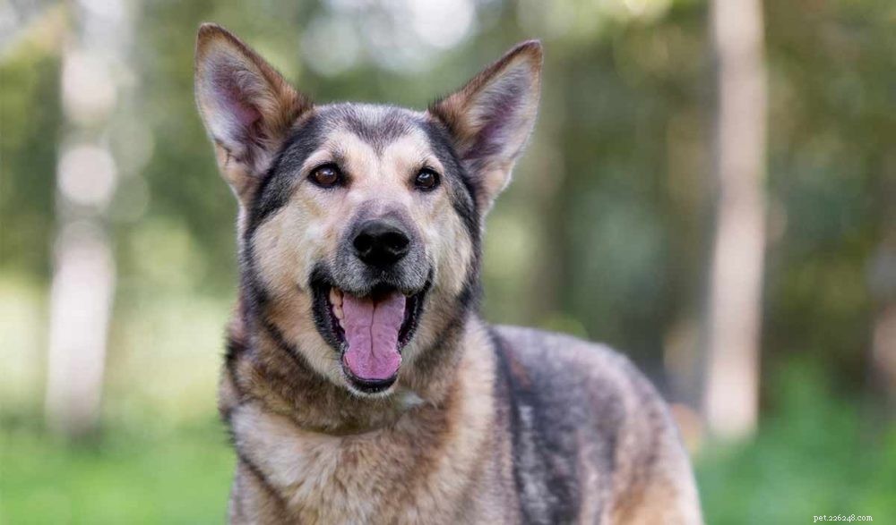 Akita Husky vs. German Shepherd Husky Mix: Which Breed Suits You?