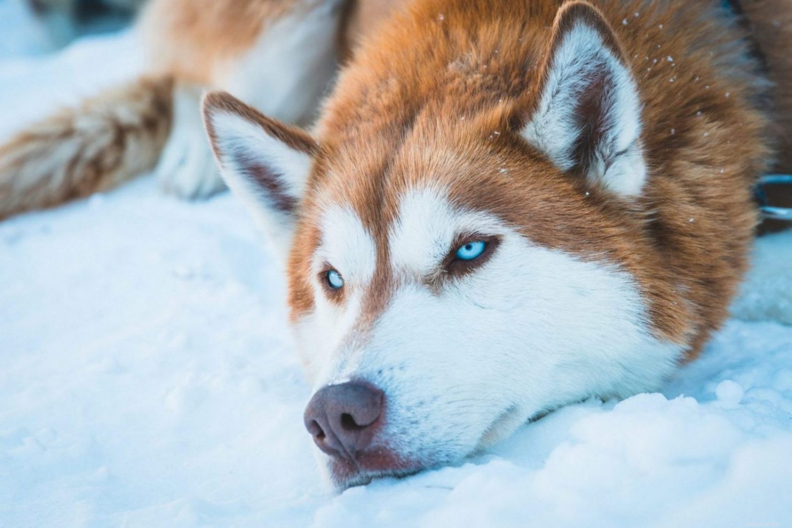 Why Does a German Shepherd‑Husky Mix Get Diarrhea? Causes & Prevention Tips