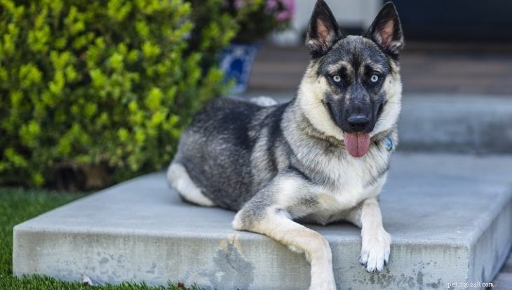 Why Does a German Shepherd‑Husky Mix Get Diarrhea? Causes & Prevention Tips