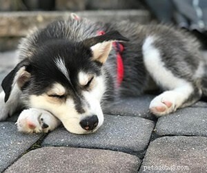 German Shepherd Husky Mix vs. German Shorthaired Pointer: In-Depth Comparison