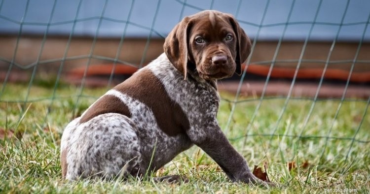German Shepherd Husky Mix vs. German Shorthaired Pointer: In-Depth Comparison