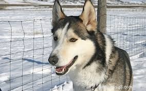 German Shepherd Husky Mix vs. German Shorthaired Pointer: In-Depth Comparison