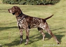 German Shepherd Husky Mix vs. German Shorthaired Pointer: In-Depth Comparison