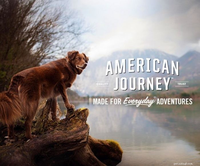 Best Dog Food Choices for Large Breeds: Expert‑Recommended Options