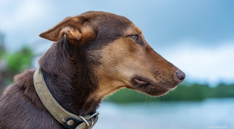 Considering a Doberman-Husky Mix? Key Traits & Adoption Tips