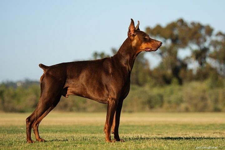 Considering a Doberman-Husky Mix? Key Traits & Adoption Tips