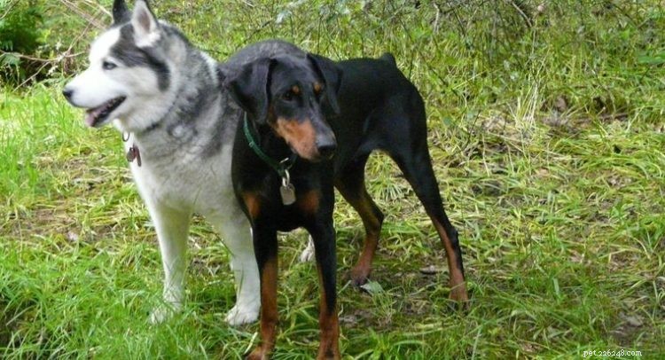 Considering a Doberman-Husky Mix? Key Traits & Adoption Tips