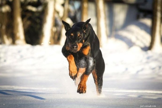 German Shepherd‑Husky Mix vs. Doberman: 5 Key Differences to Help You Choose
