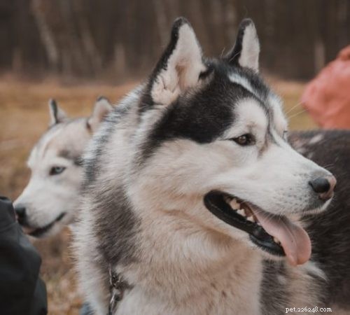 German Shepherd‑Husky Mix vs. Doberman: 5 Key Differences to Help You Choose