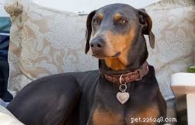 German Shepherd‑Husky Mix vs. Doberman: 5 Key Differences to Help You Choose