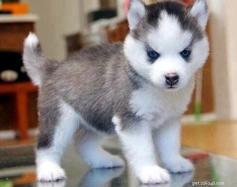 Pomsky – A Siberian Husky and Pomeranian Mix: What You Need to Know