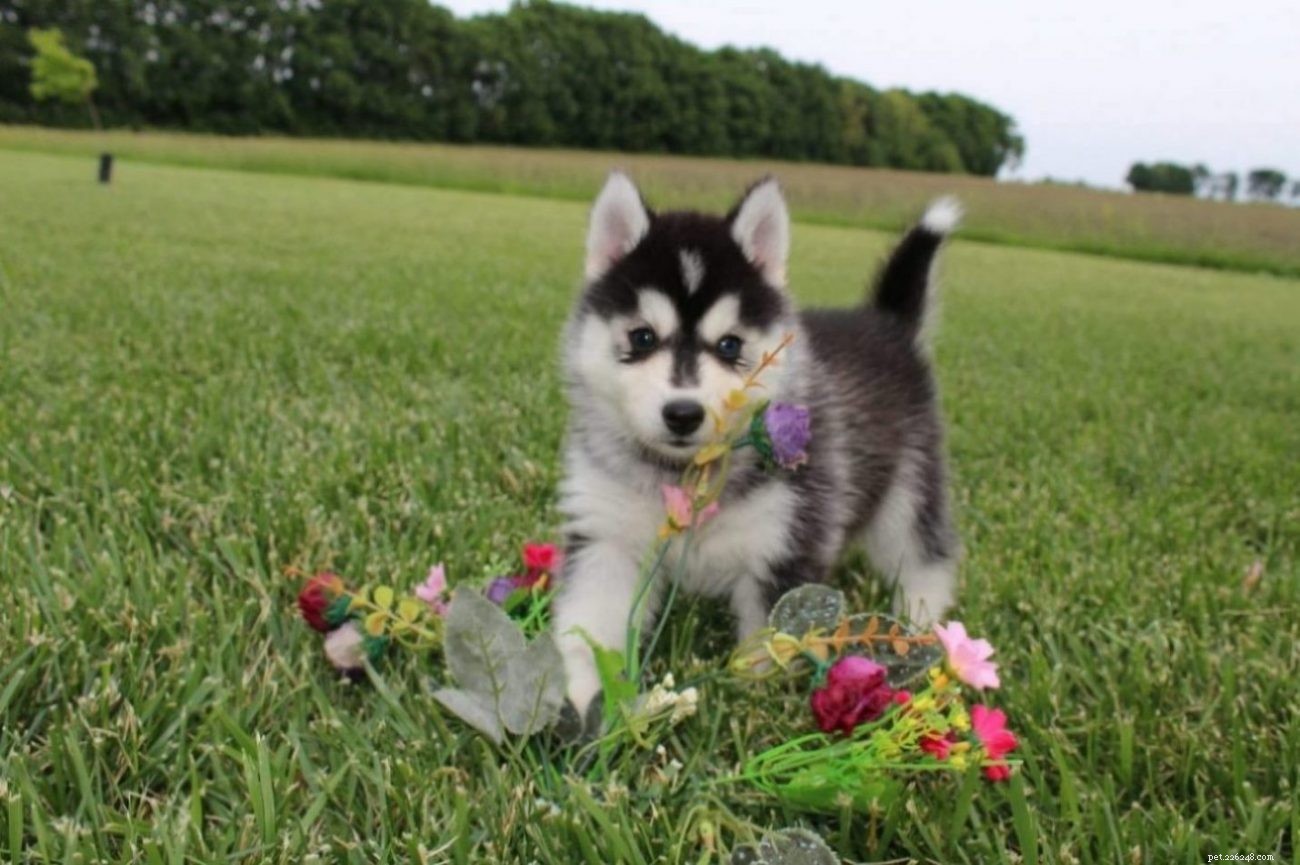 Pomsky – A Siberian Husky and Pomeranian Mix: What You Need to Know