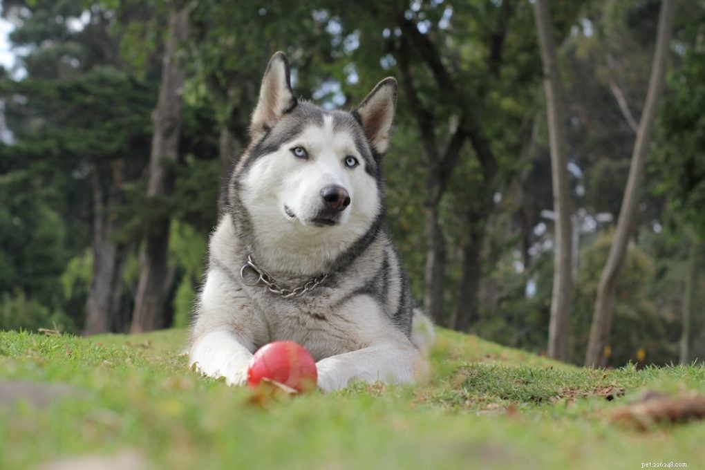 What to Know Before Adopting a German Shepherd–Husky Mix: 7 Essential Facts
