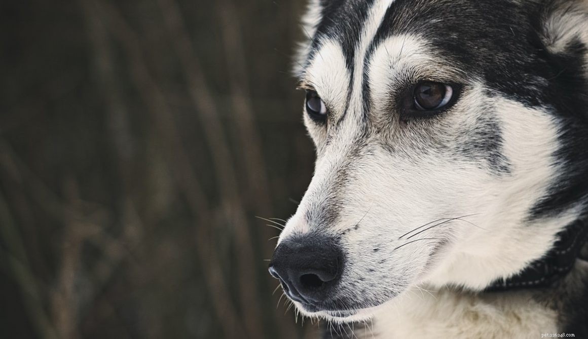 What to Know Before Adopting a German Shepherd–Husky Mix: 7 Essential Facts
