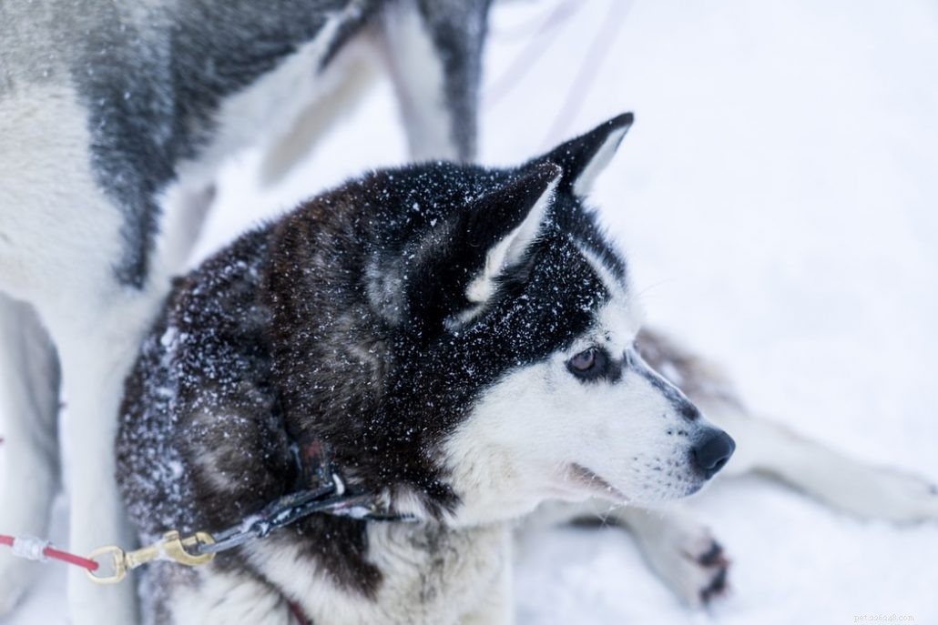 German Shepherd‑Husky Mix vs. Australian Shepherd: Which Family Dog Is Right for You?