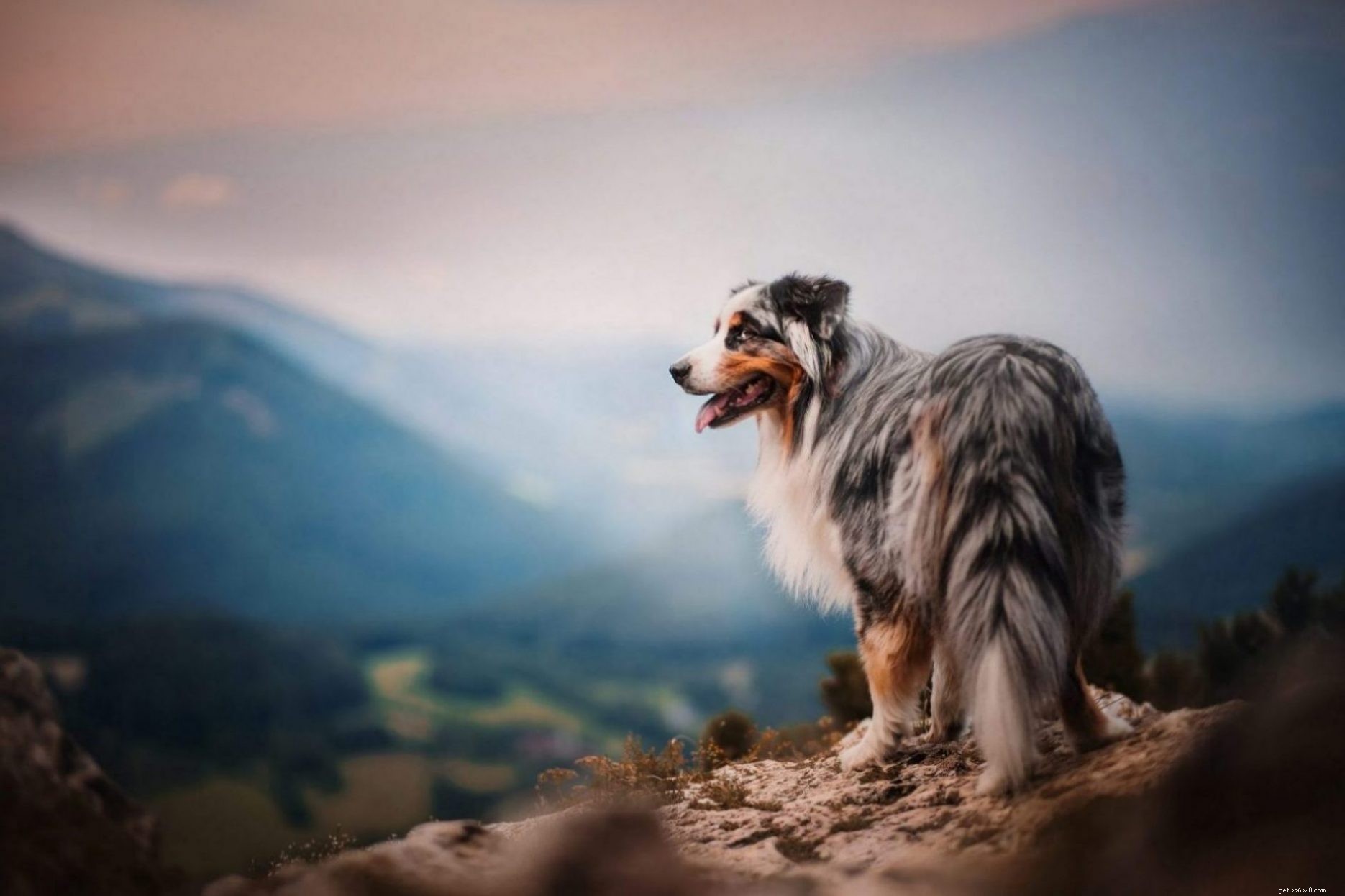 German Shepherd‑Husky Mix vs. Australian Shepherd: Which Family Dog Is Right for You?