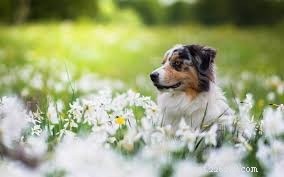 German Shepherd‑Husky Mix vs. Australian Shepherd: Which Family Dog Is Right for You?