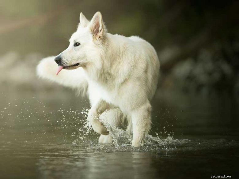 White German Shepherd-Husky Mix: Puppies & Adults – Stunning, Strong & Family‑Friendly