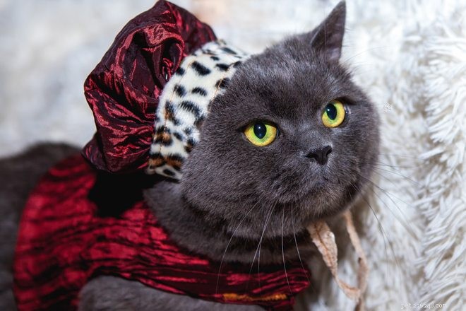 Dress Your Pet Safely & Comfortably for Halloween