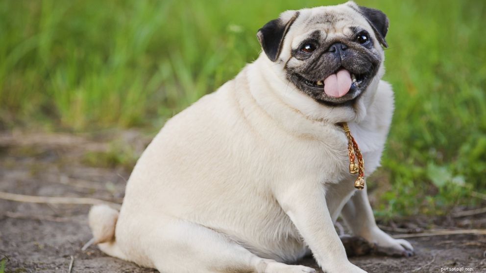 Effective Strategies to Help Your Dog Achieve a Healthy Weight