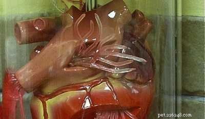 Protect Your Pets: Essential Heartworm Prevention for Cats and Dogs