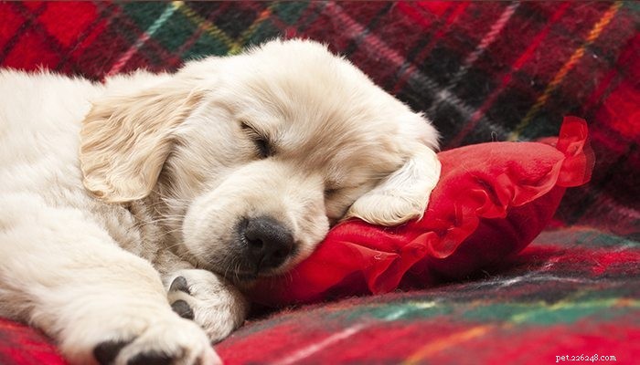 Keep Your Pets Safe in Cold Weather: Essential Winter Care Tips