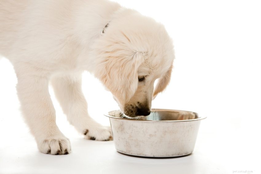 The Complete Guide to Choosing the Best Food for Your New Puppy