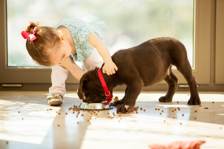 Essential Dog Food Ingredients to Avoid for Optimal Health